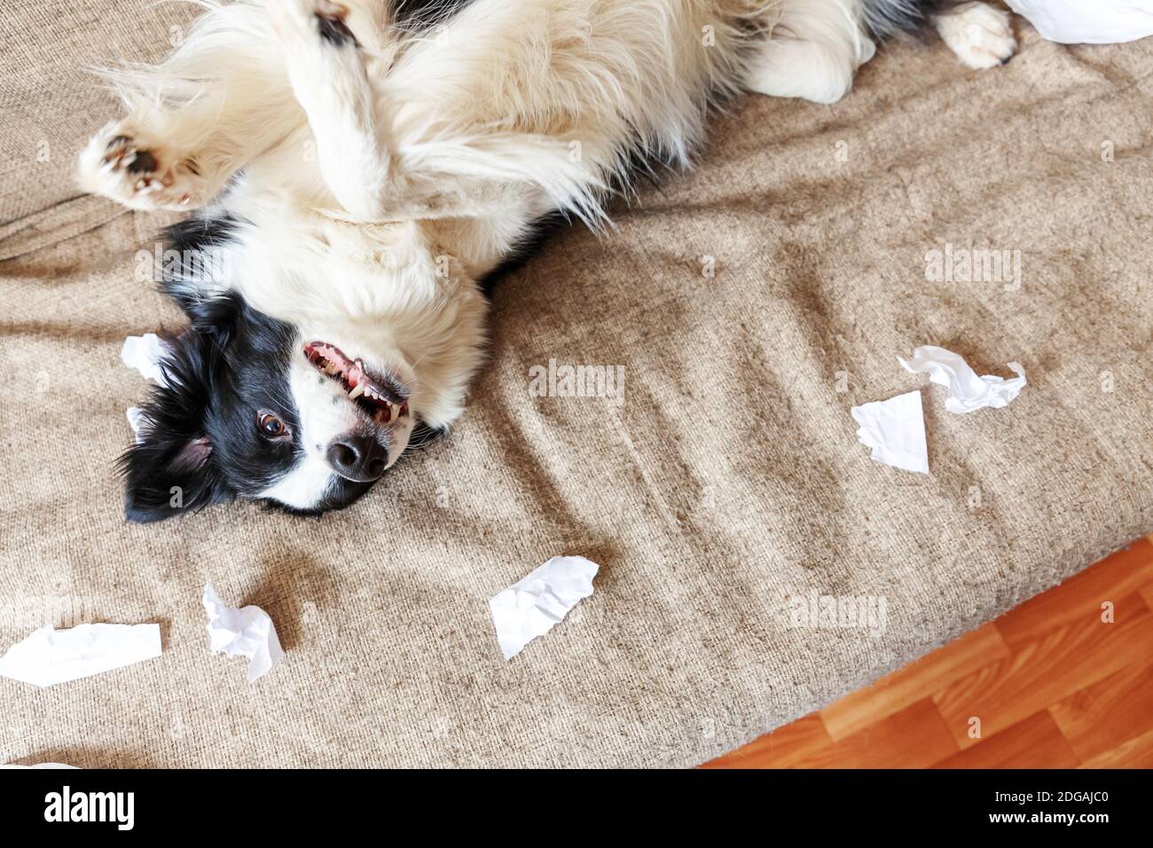 Naughty chien joueur bordure de chien de chiot collie après avoir mal piquant papier toilette couché sur le canapé à la maison. Coupable et détruit la salle de séjour. Dégâts désordonnés Banque D'Images