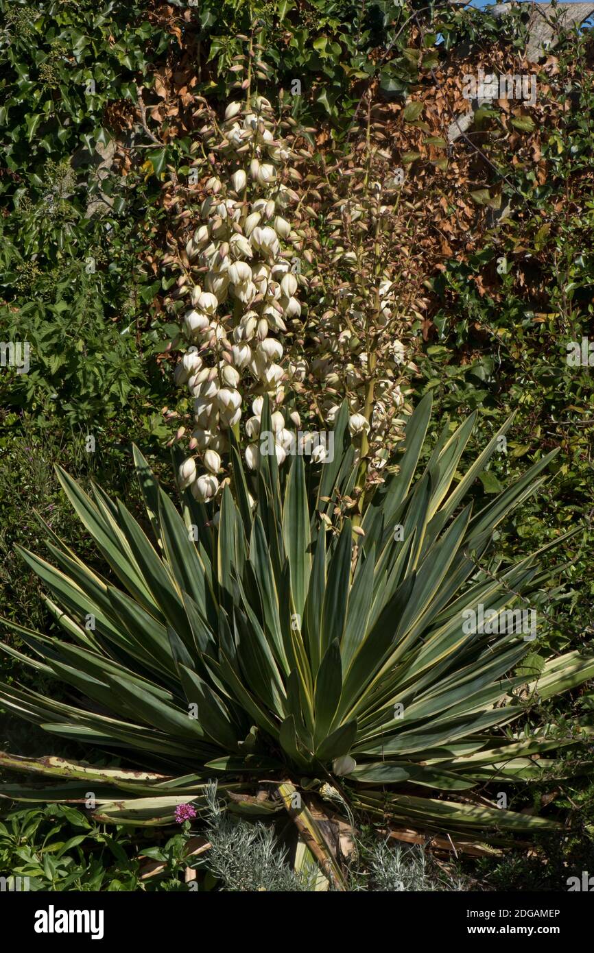 Épis de fleurs de nageeux espagnol (Yucca gloriosa 'Variegata') - fleurs blanches, Berkshire, septembre Banque D'Images
