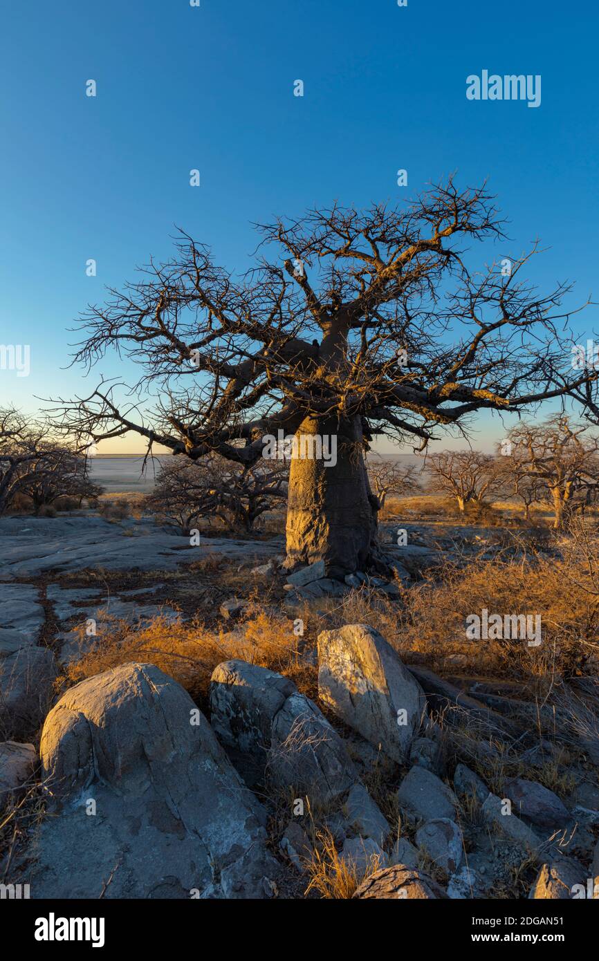 Baobab et rochers sur l'île de Kubu Banque D'Images