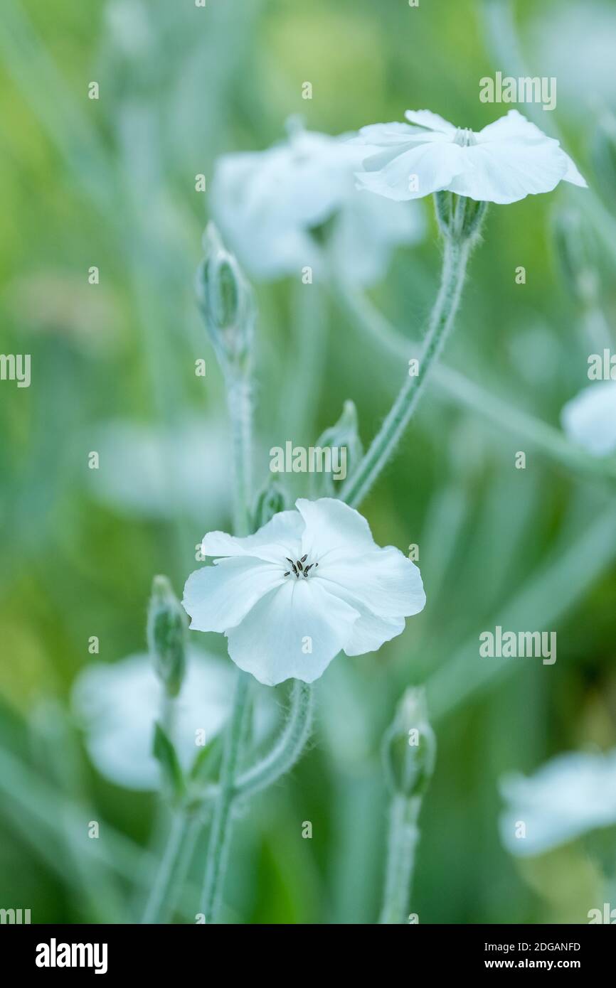 Lychnis coronaria Alba. campion rose à fleurs blanches. Dusty Miller Banque D'Images