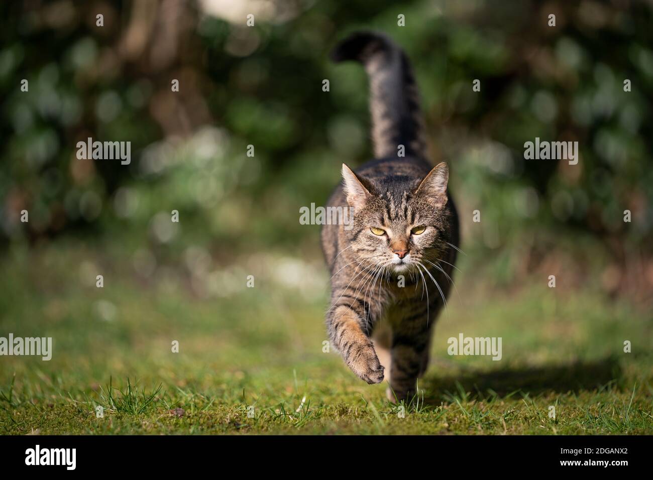tabby domestique shorthair chat regardant marcher vers l'appareil photo sur l'herbe sous le soleil Banque D'Images