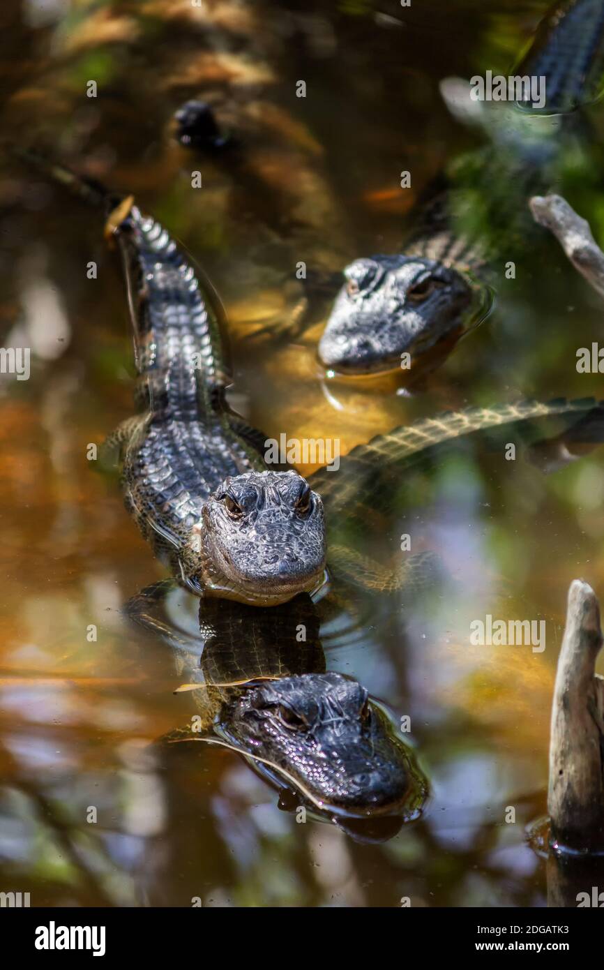 Alligators sauvages dans un marais de mangrove de Floride Banque D'Images Alligators sauvages dans un marais de mangrove de Floride Banque D'Images
