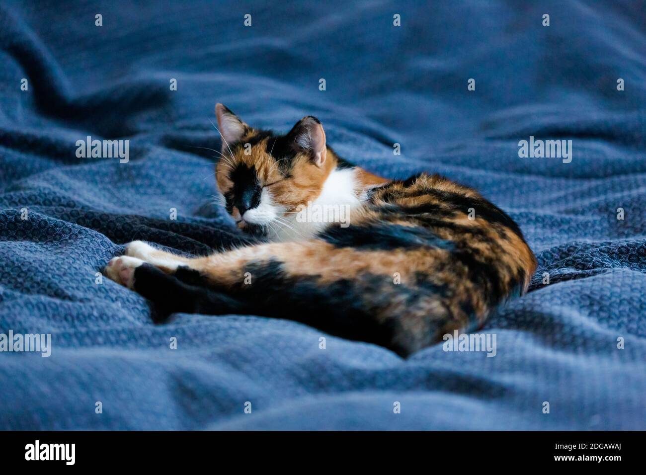 Drôle paresseux jeune chaton dormant sur une couverture Banque D'Images