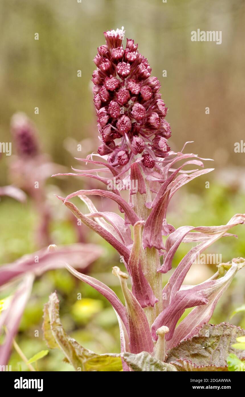 Le butterbur hybride est une plante médicinale utile.aide à guérir de nombreuses maladies. Banque D'Images