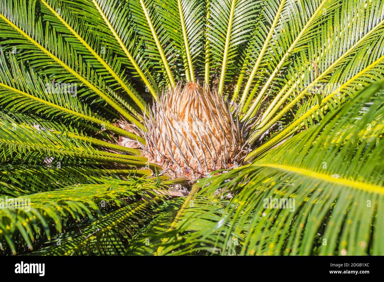 Green Cycas siamensis Miq, une espèce de Cycad endémique au Myanmar, en Thaïlande et au Vietnam. Magnifique arbre Cycas ou paume Cycas dans la forêt naturelle Banque D'Images