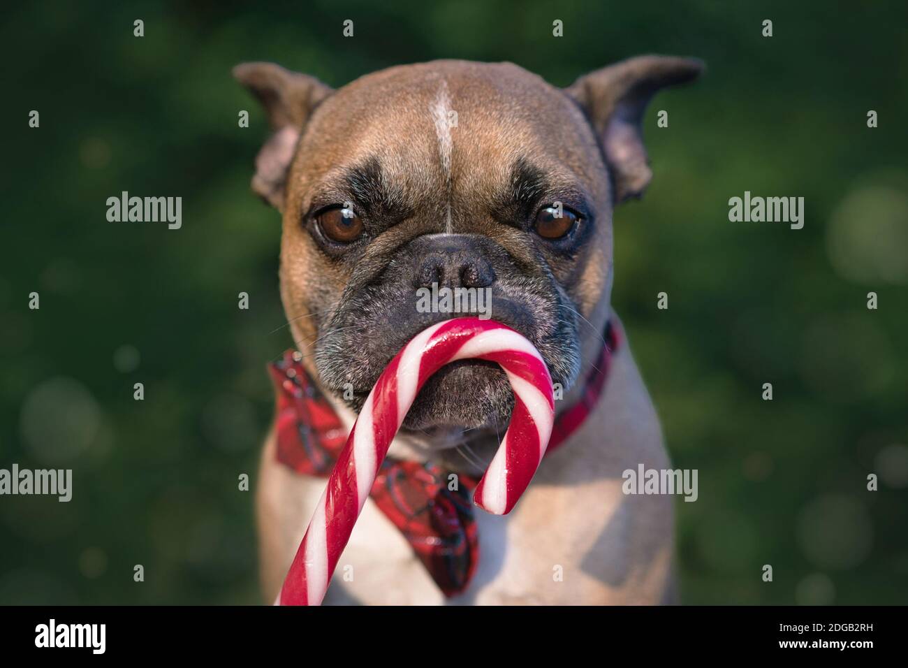 Chien Bulldog français avec canne à sucre de Noël à rayures devant de bouche sur fond vert flou Banque D'Images