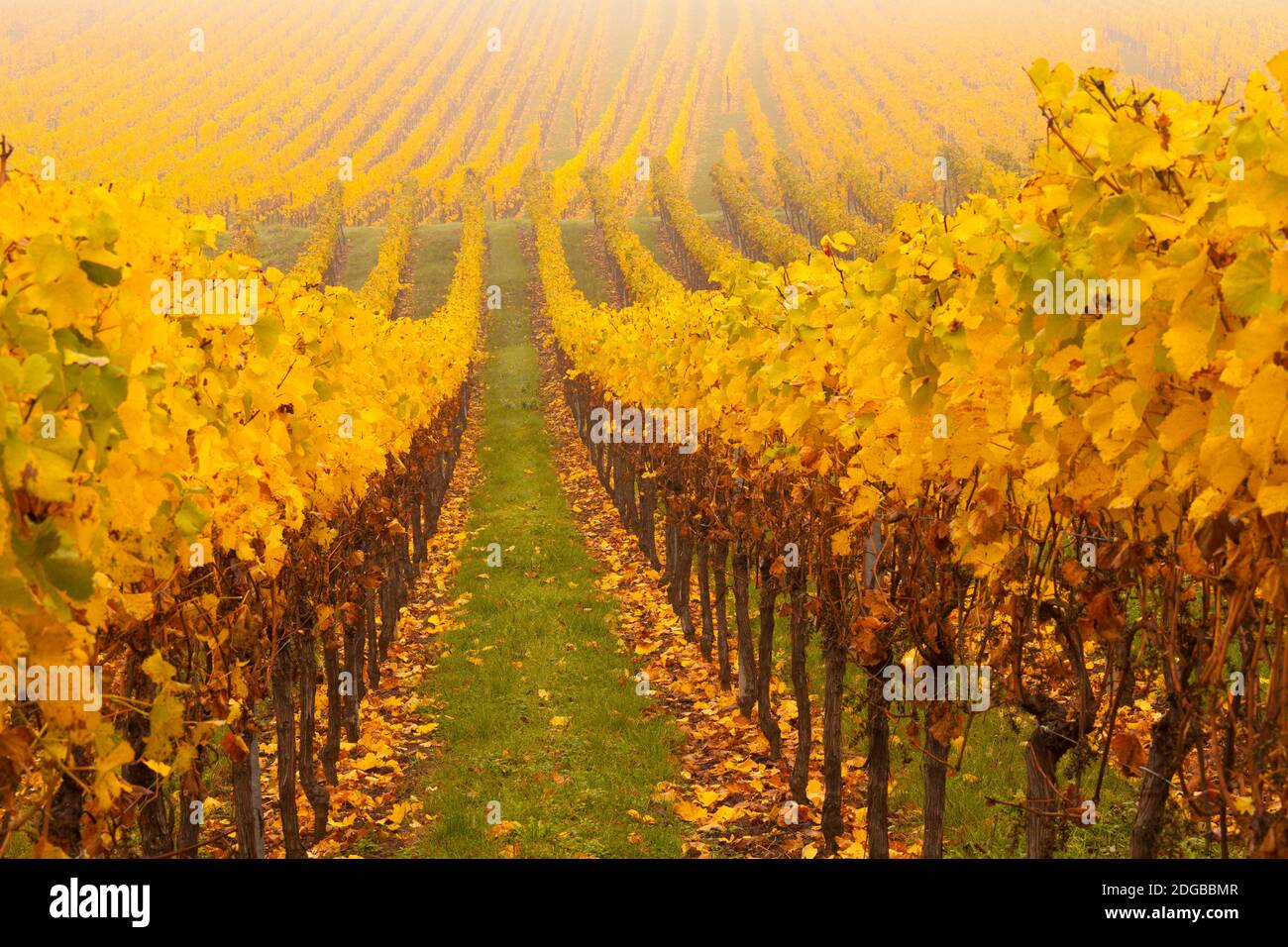Vigne dans un vignoble, Riquewihr, Alsace, France Banque D'Images