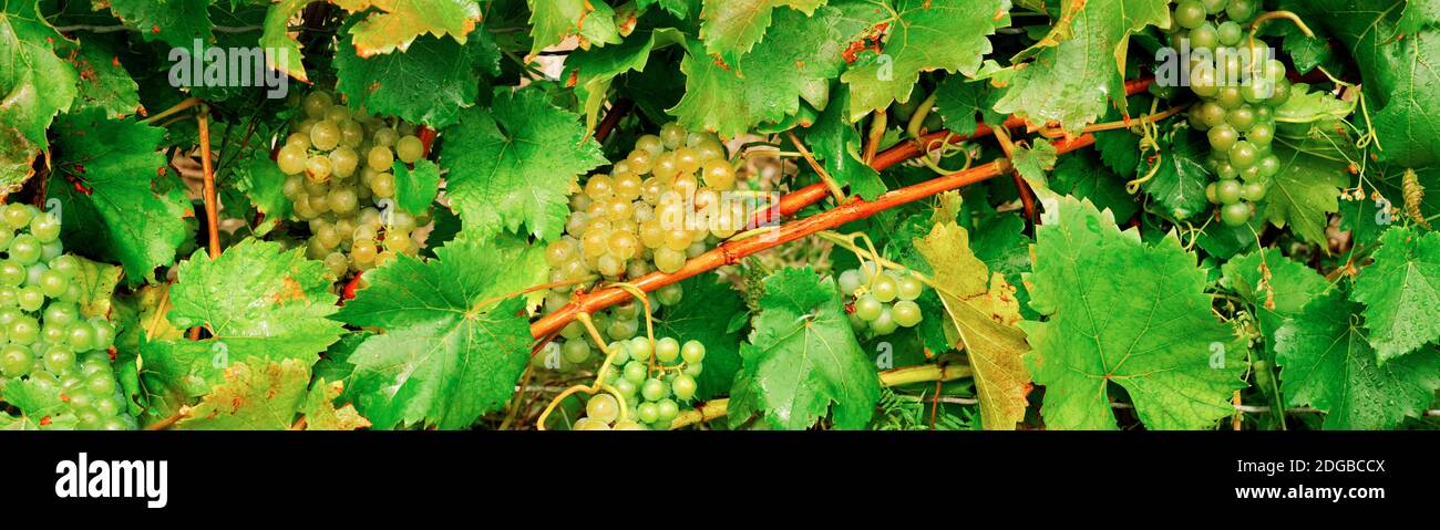 Raisins verts mûrs sur la vigne, Québec, Canada Banque D'Images