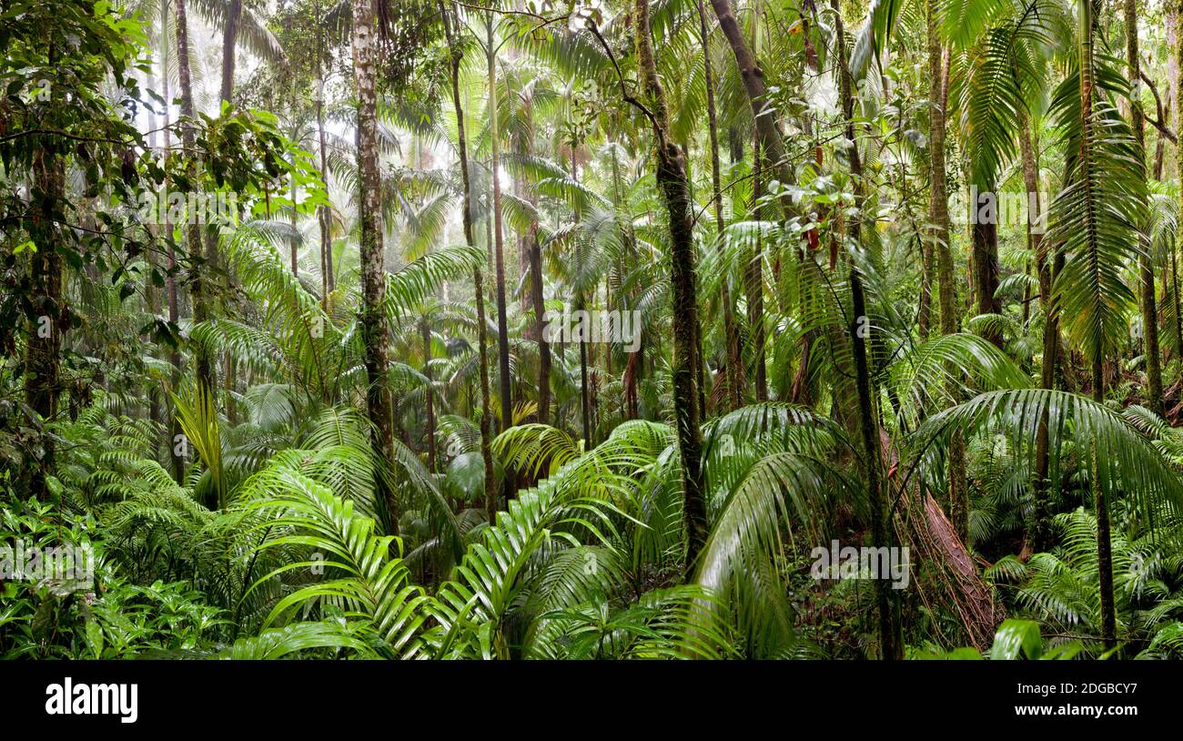 Arbres dans la forêt tropicale, Parc national d'Eungella, Mackay, Queensland, Australie Banque D'Images