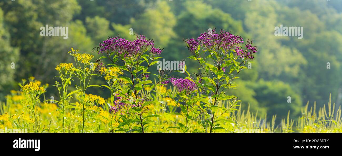 Mauvaises herbes estivales, parc national de Cuyahoga Valley, comté de Cuyahoga, Ohio, États-Unis Banque D'Images