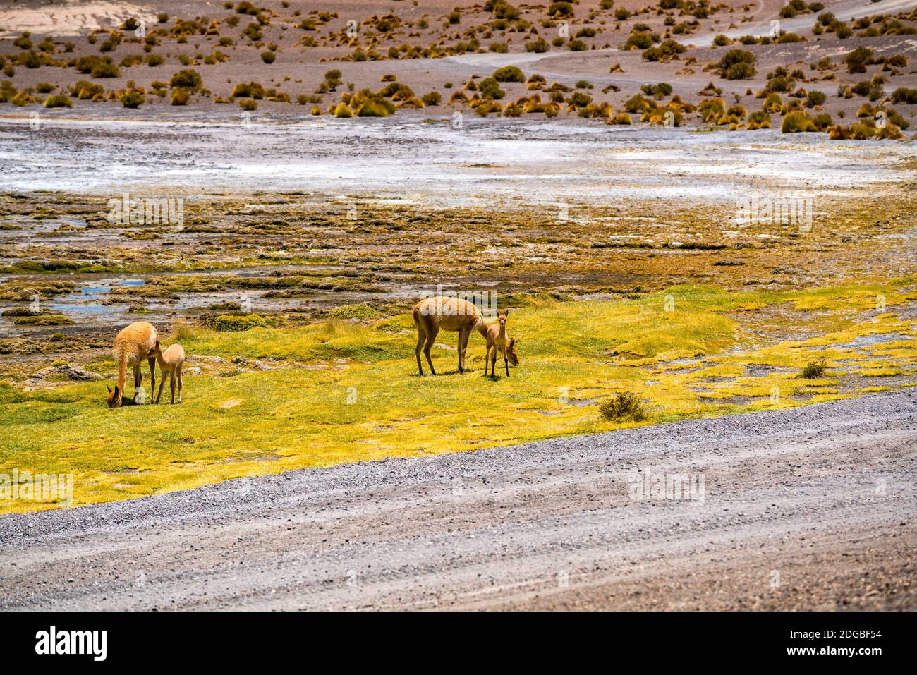 Vigognes paissant sur la rive du lac Canapa en Bolivie Plateau Banque D'Images