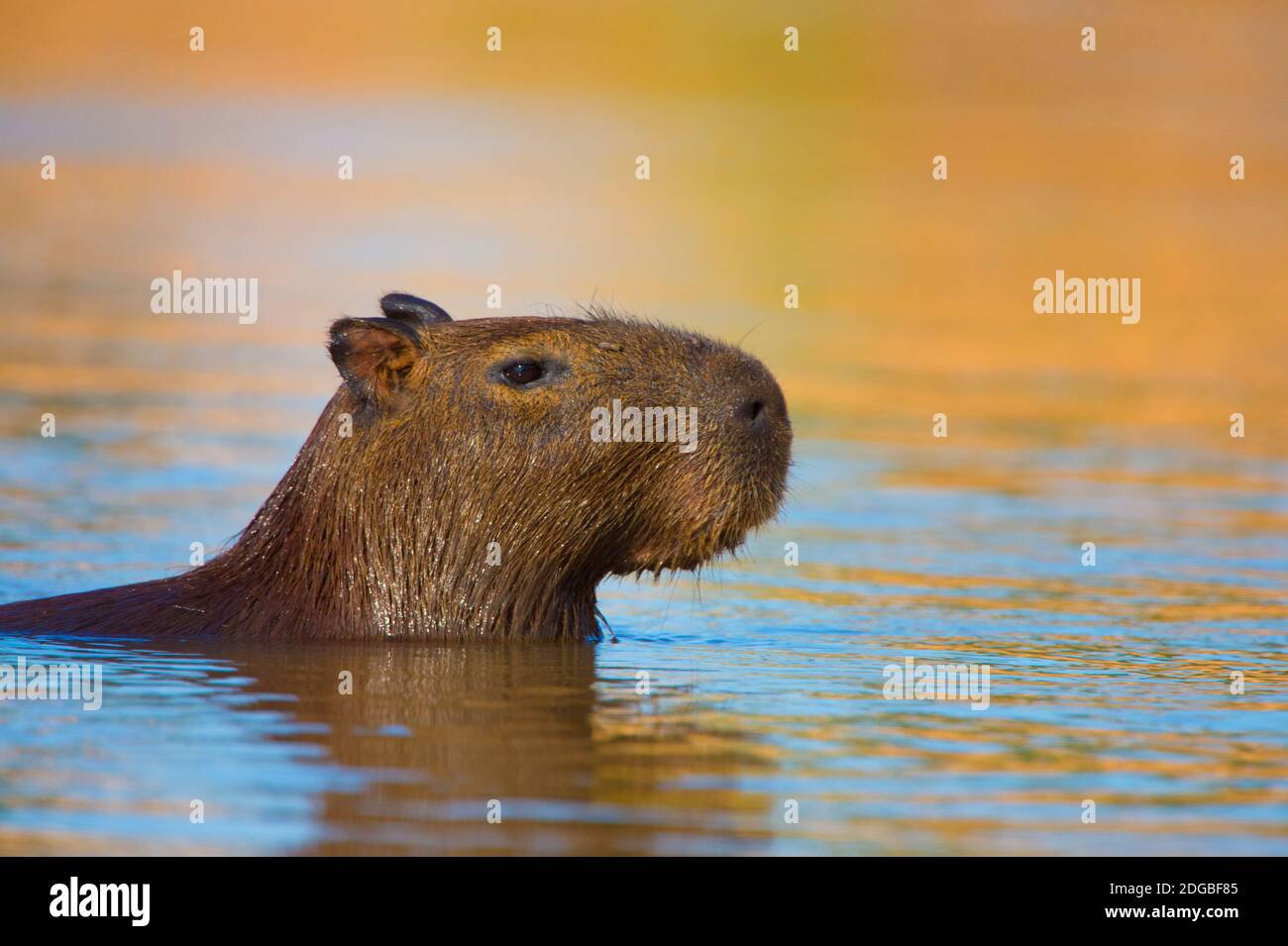 Baignade au capybara (Hydrochoerus hydrochaeris), zones humides du Pantanal, Brésil Banque D'Images