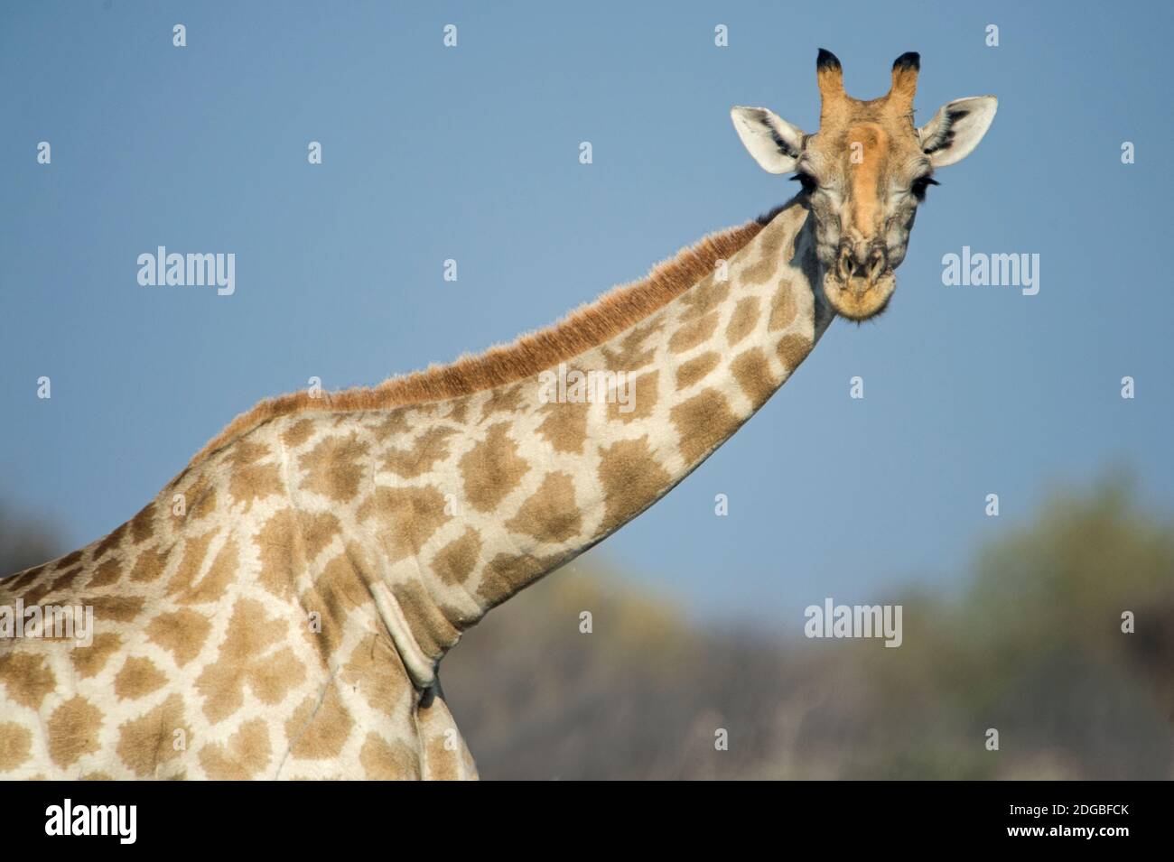 Giraffe du Sud (Giraffa camelopardalis), Parc national d'Etosha, Namibie Banque D'Images