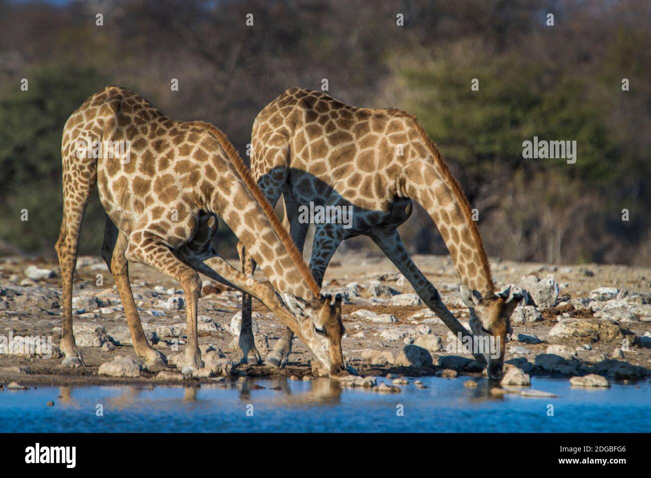Girafes méridionales (Giraffa camelopardalis) eau potable à la rivière, Parc national d'Etosha, Namibie Banque D'Images