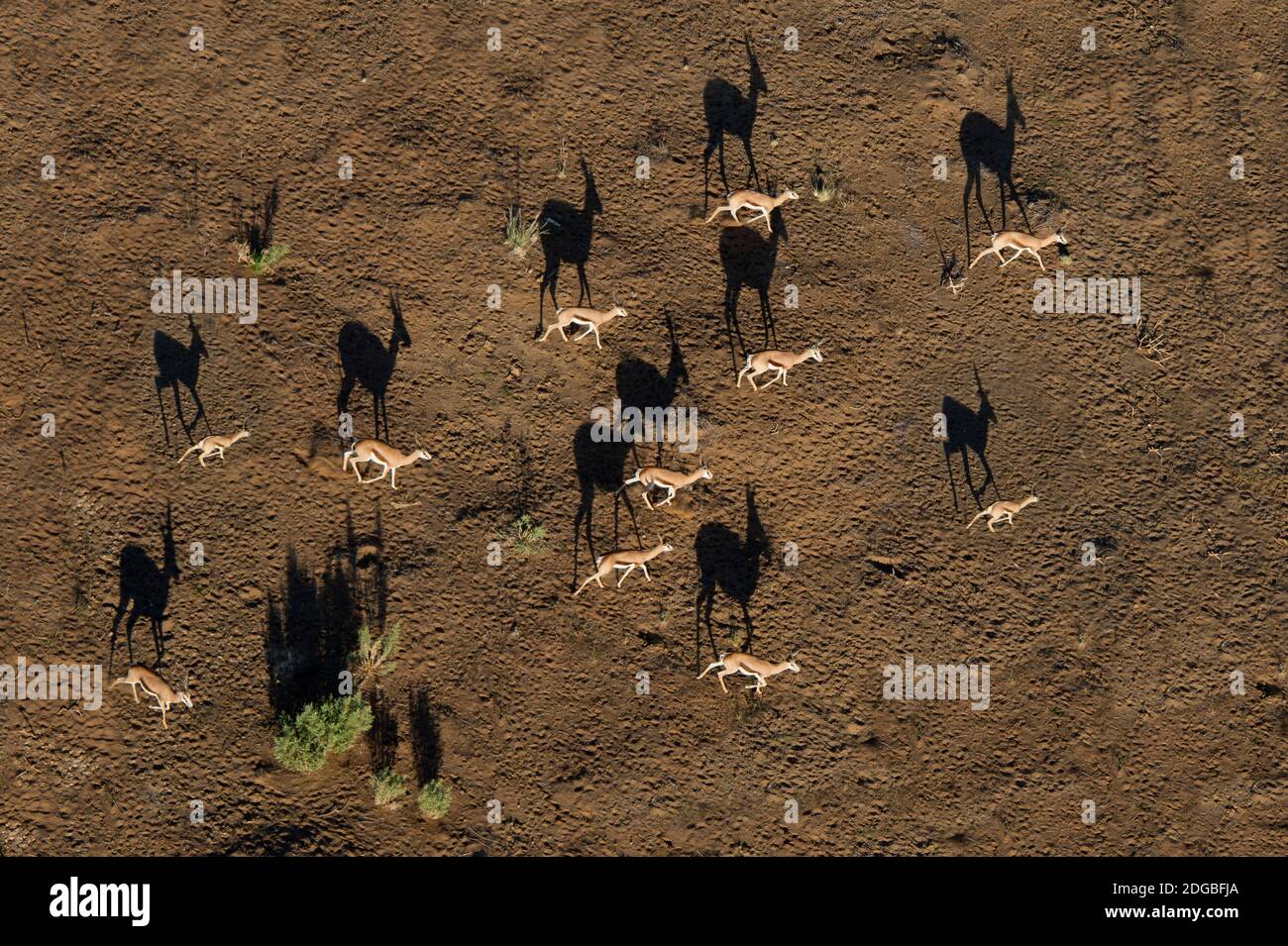 Vue aérienne des cerfs, Sossusvlei, désert du Namib, parc national Namib-Naukluft, Namibie Banque D'Images