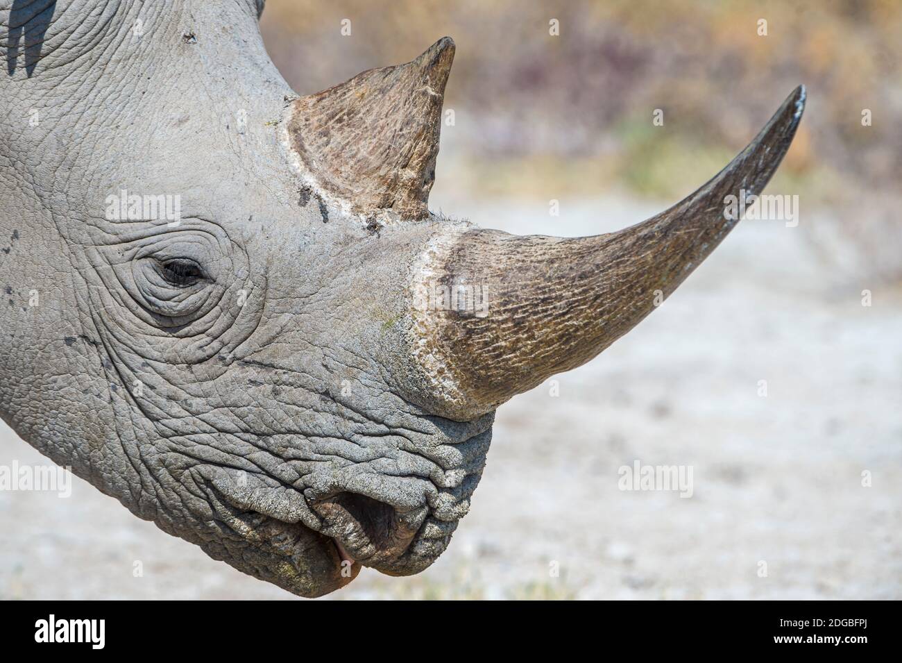 Le rhinocéros noir (Diceros bicornis), Etosha National Park, Namibie Banque D'Images