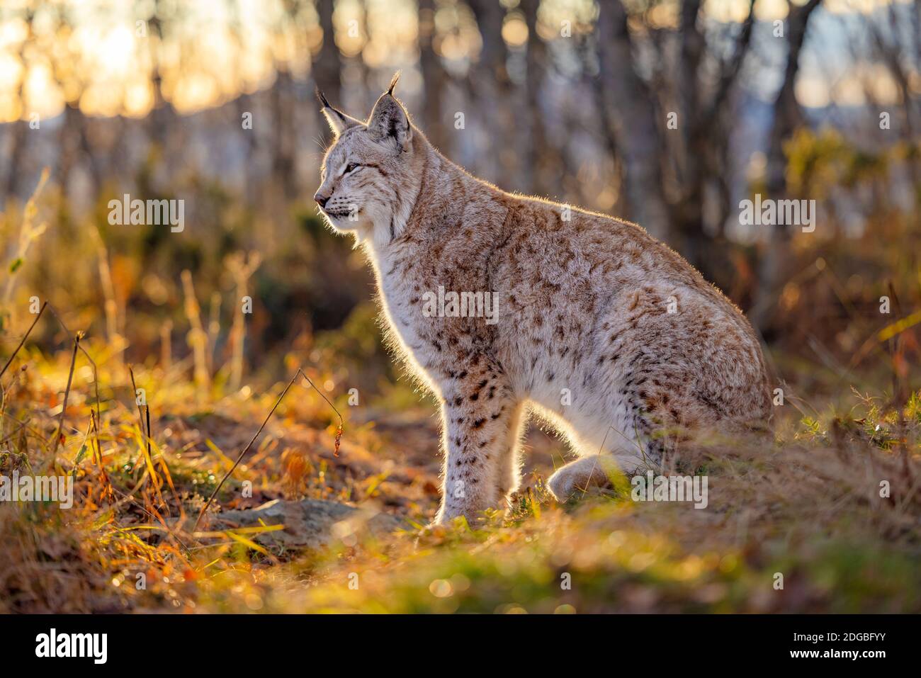 Le lynx eurasien se trouve dans l'herbe sur le sol de la forêt dans la lumière de l'heure d'or Banque D'Images