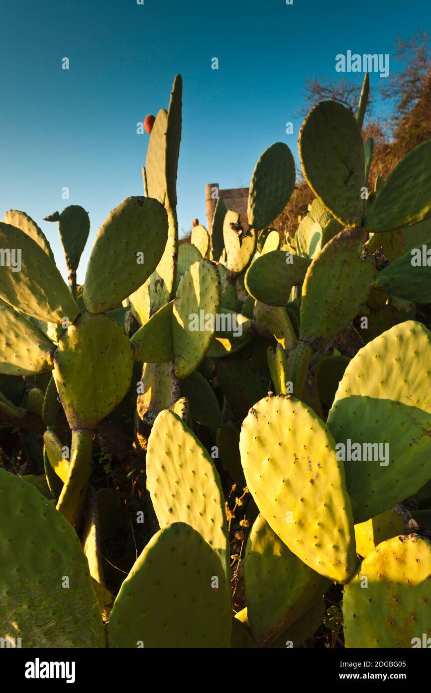 Cactus plants, Zahara de la Sierra, province de Cadix, Andalousie, Espagne Banque D'Images