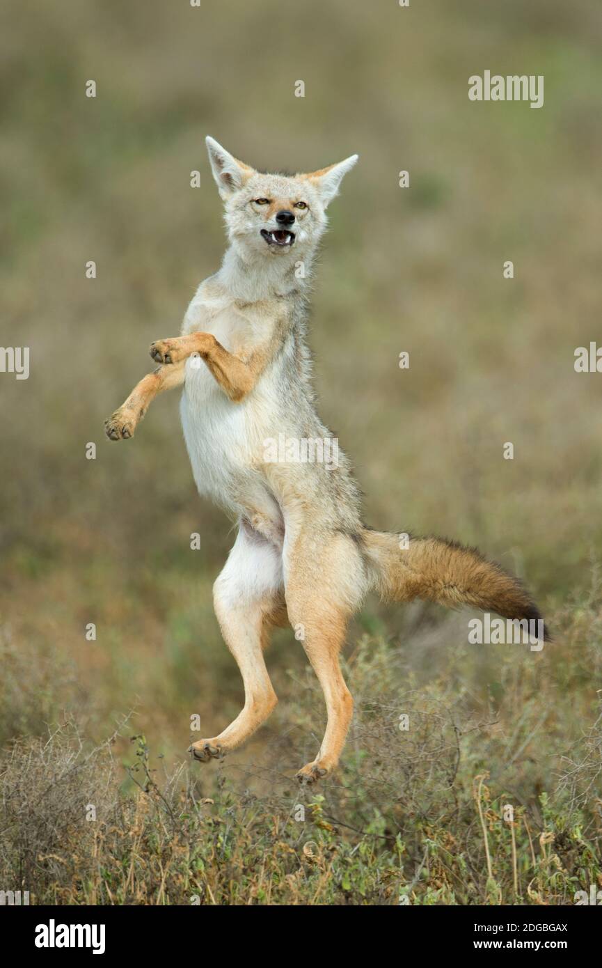 Golden Jackal (Canis aureus) LEAP, Ndutu, zone de conservation de Ngorongoro, Tanzanie Banque D'Images