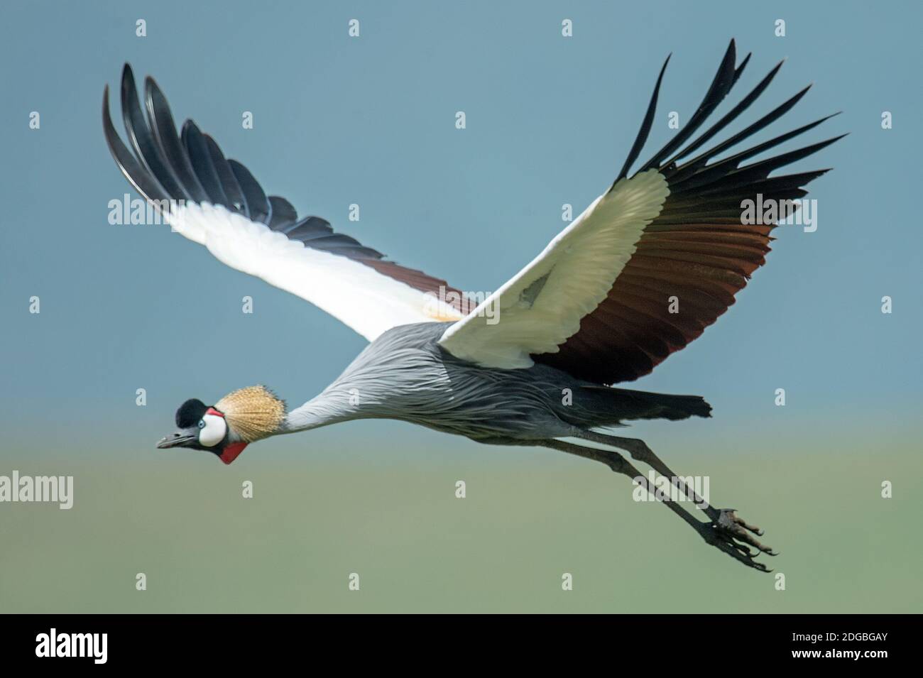 Grue à couronne grise (Balearia regulorum) volant, cratère de Ngorongoro, zone de conservation de Ngorongoro, Tanzanie Banque D'Images