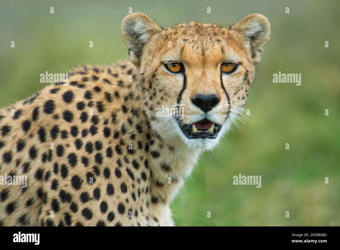 Cheetah (Acinonyx jubatus), Ndutu, zone de conservation de Ngorongoro, Tanzanie Banque D'Images