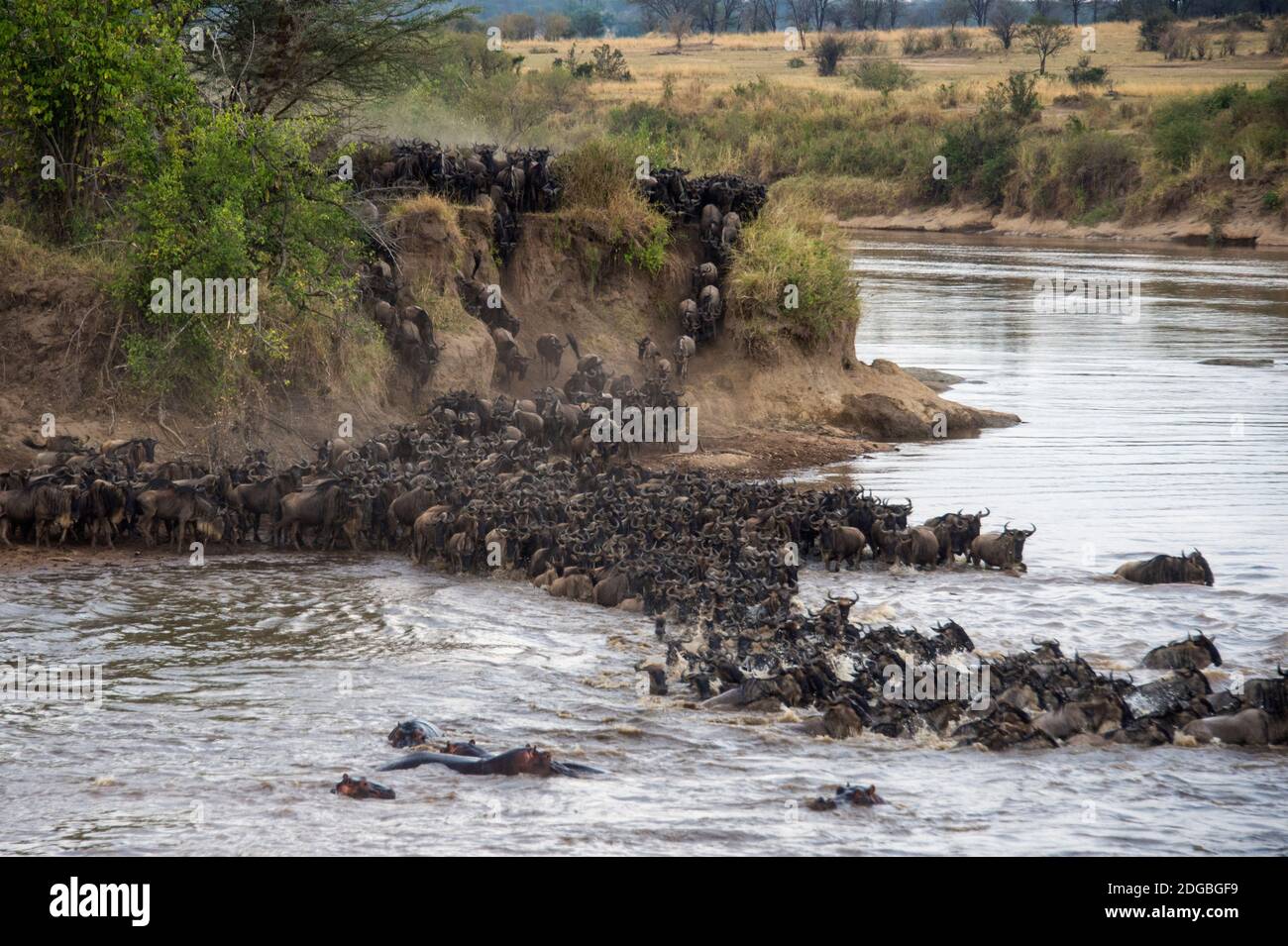 Wildebeests traversant la rivière Mara, parc national de Serengeti, Tanzanie Banque D'Images