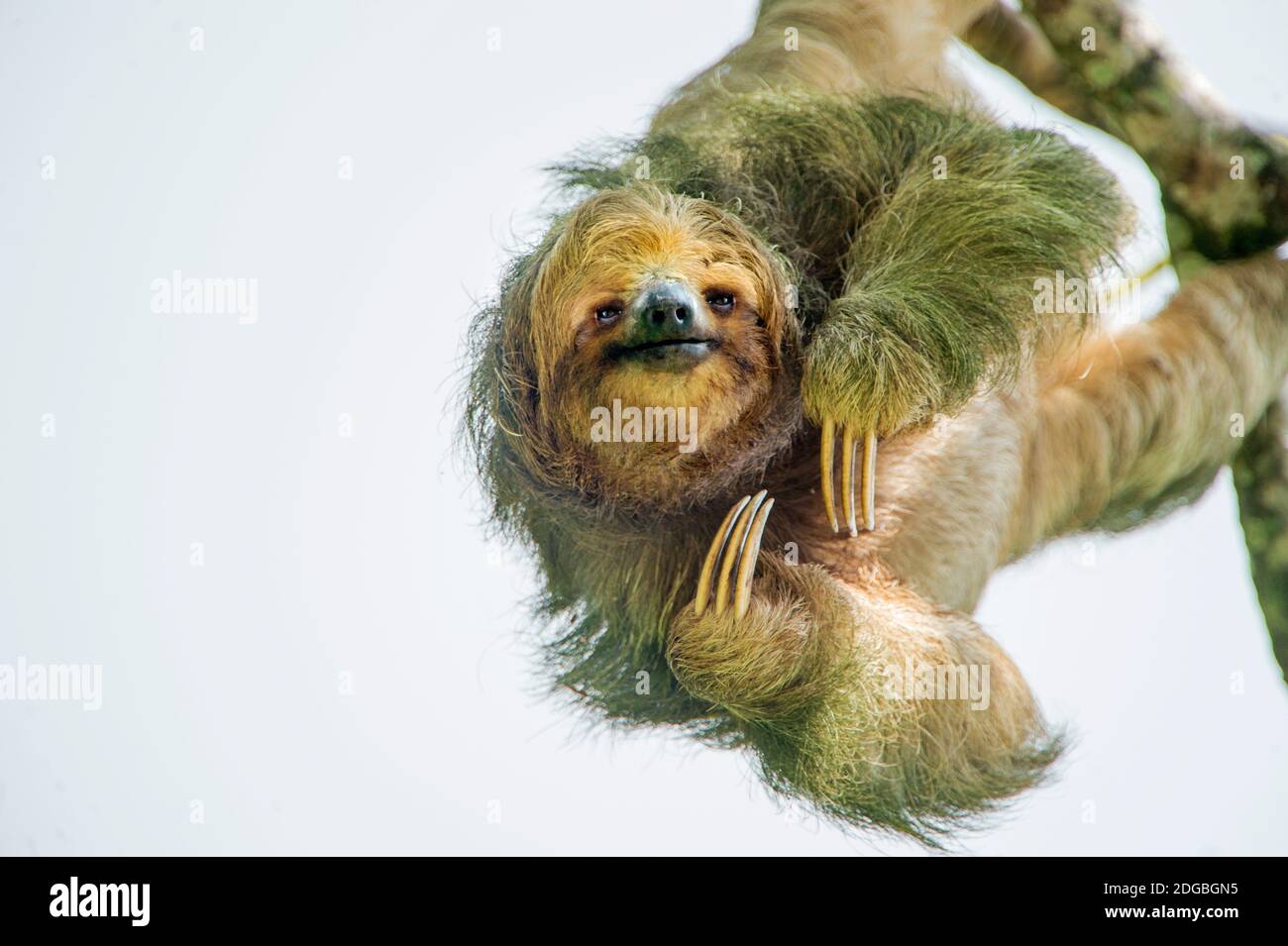 Sloth à trois doigts (Bradypus tridactylus) suspendu, Sarapiqui, Costa Rica Banque D'Images