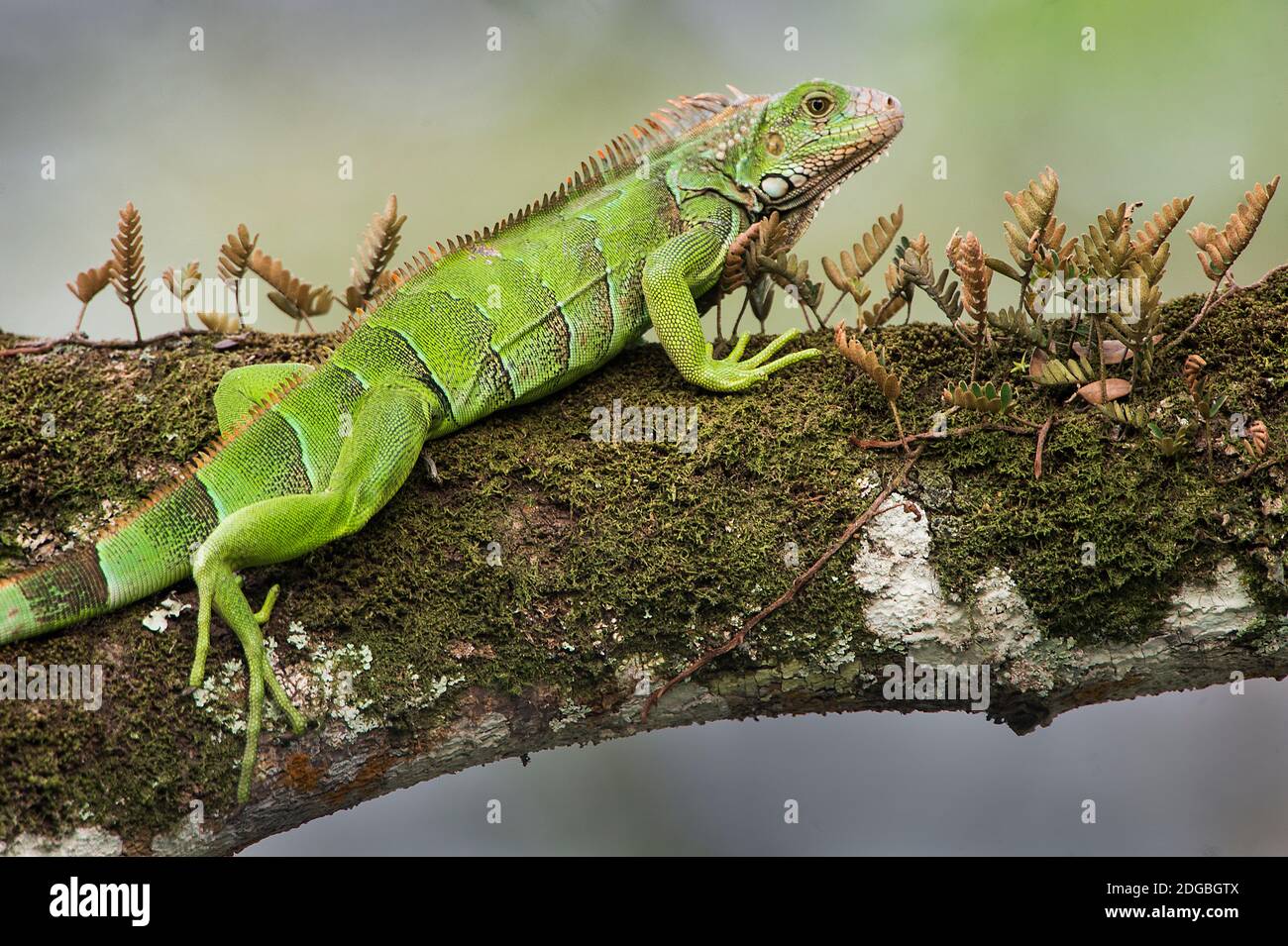 Iguana vert (Iguana Iguana), rivière Tarcoles, côte du Pacifique, Costa Rica Banque D'Images