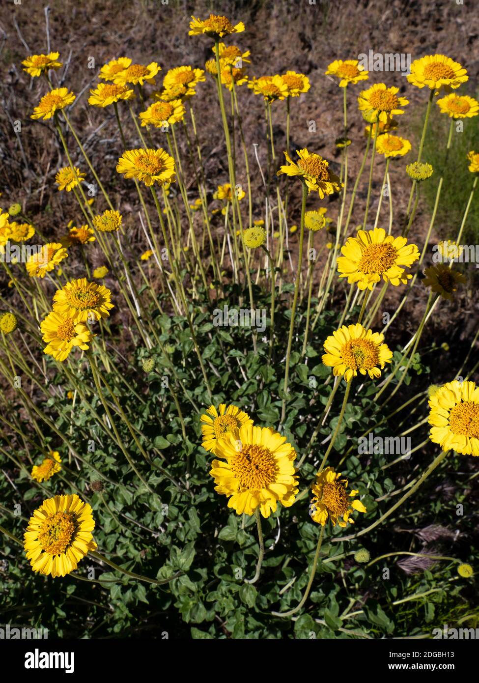 Desert Mojave marigold (Baileya multiradiata), Lava Flow Trail, Snow Canyon State Park, Saint George, Utah. Banque D'Images