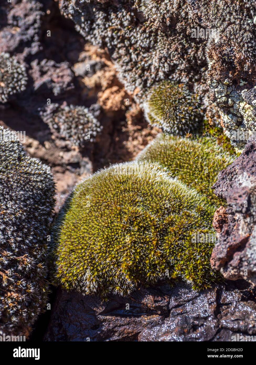 Mousse humide sur la roche, Lavia Flow Trail, parc national de Snow Canyon, Saint George, Utah. Banque D'Images