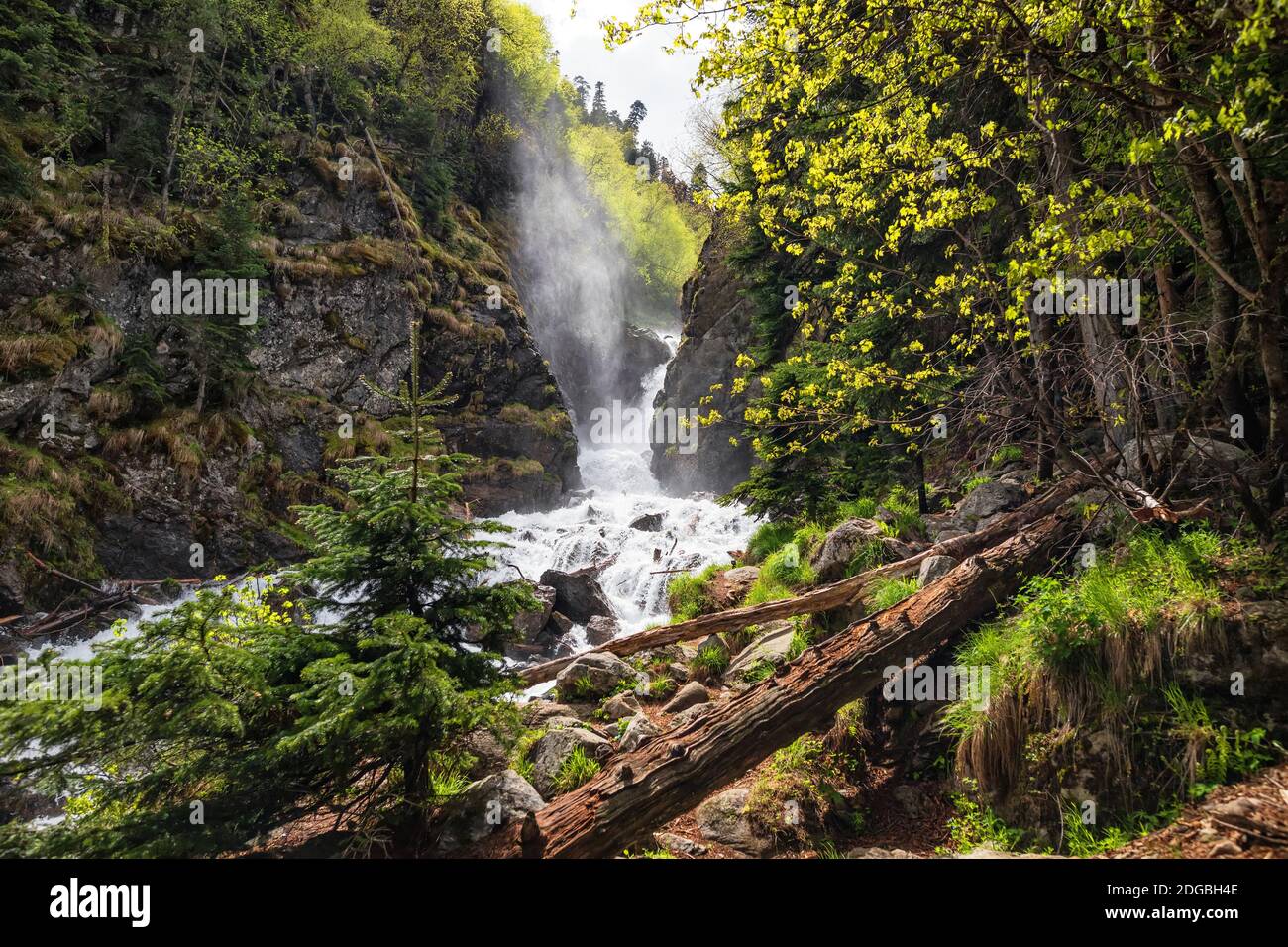 Ruisseau de montagne rapide dans la forêt de pins Banque D'Images