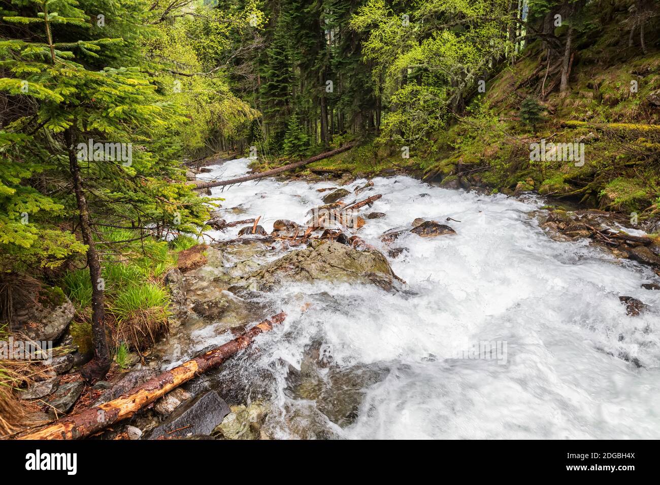 Ruisseau de montagne rapide dans la forêt de pins Banque D'Images
