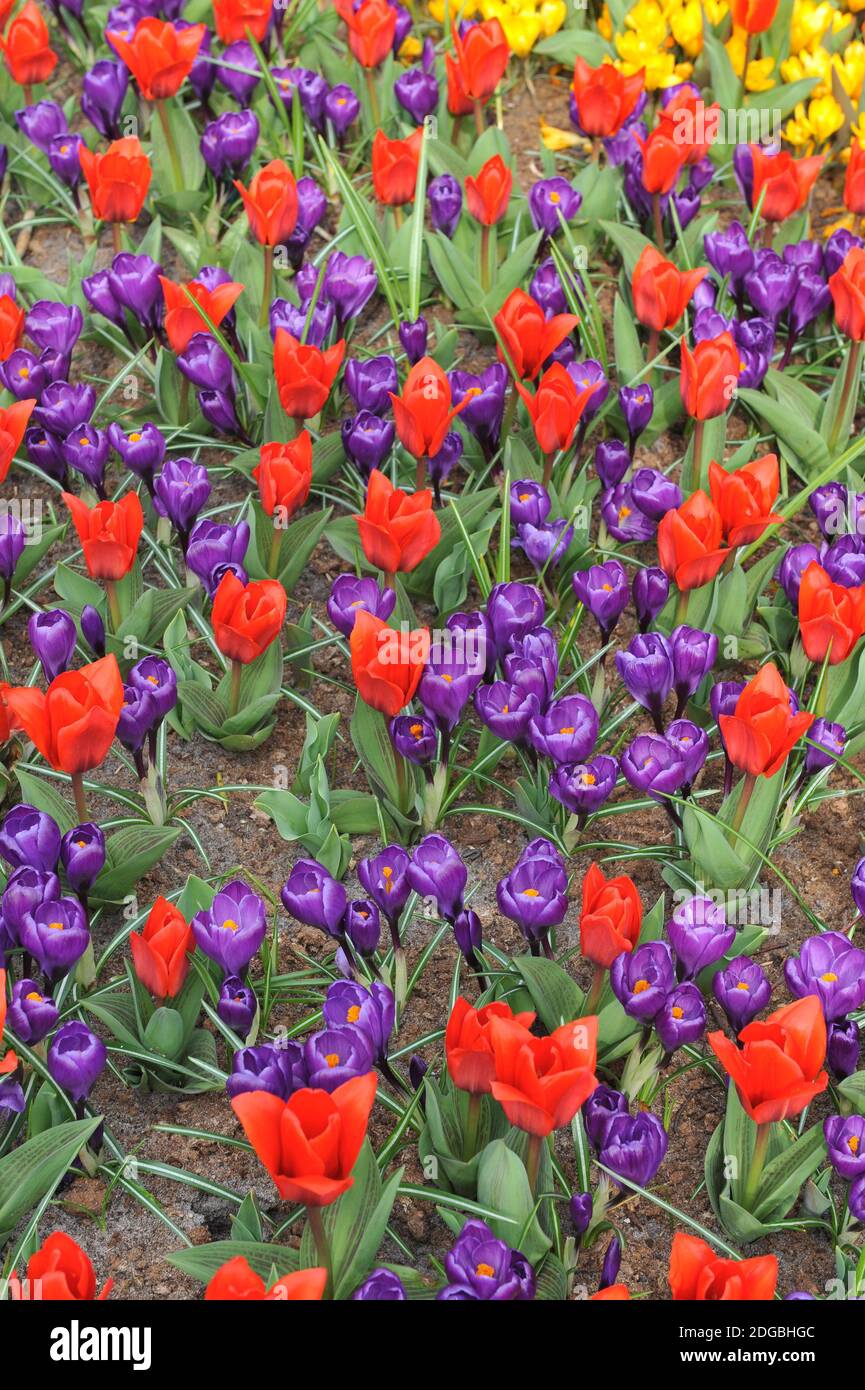 Tulipes rouges et violet foncé Crocus vernus Flower Record Bloom Dans un jardin en mars Banque D'Images