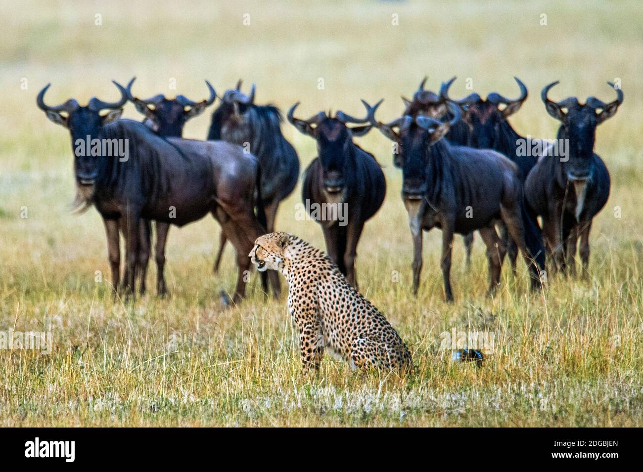 Cheetah (Acinonyx jubatus) avec des wildebeests bleus (Connochaetes taurinus) en arrière-plan, Tanzanie Banque D'Images