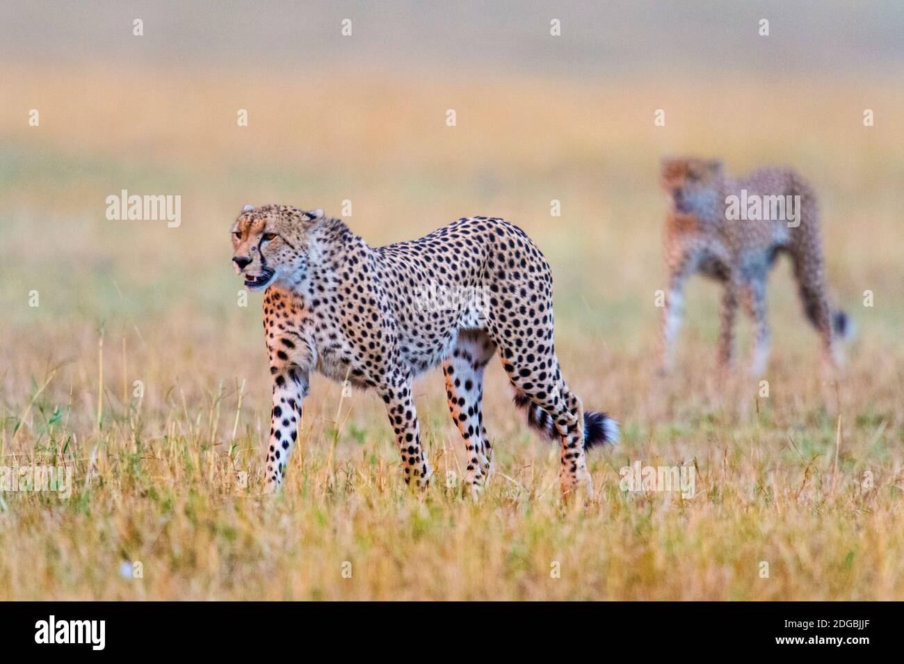 Cheetahs (Acinonyx jubatus) marchant dans une forêt, Parc national du Serengeti, Tanzanie Banque D'Images