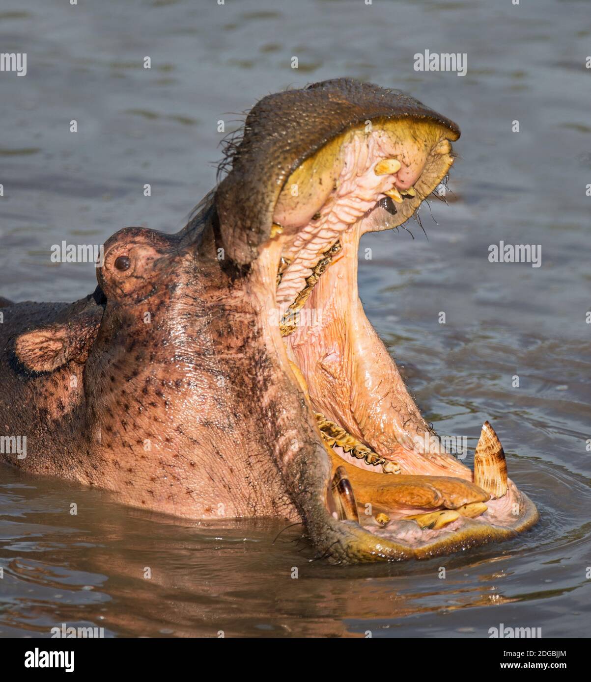Hippopotame (Hippopotamus amphibius) dans un lac, parc national du Serengeti, Tanzanie Banque D'Images