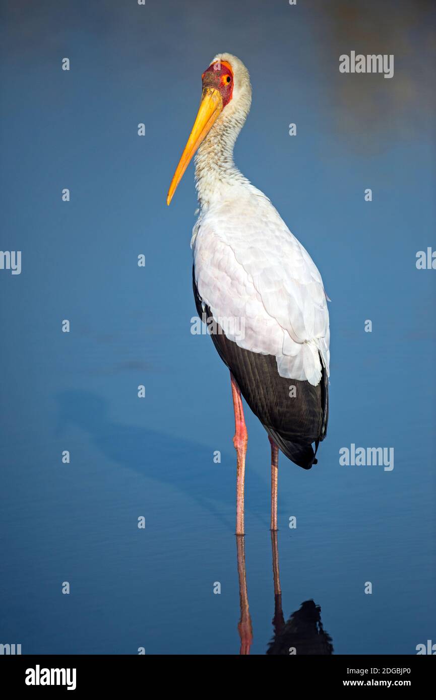 Gros plan de la cigogne à bec jaune (Mycteria ibis), Lac Manyara, Tanzanie Banque D'Images