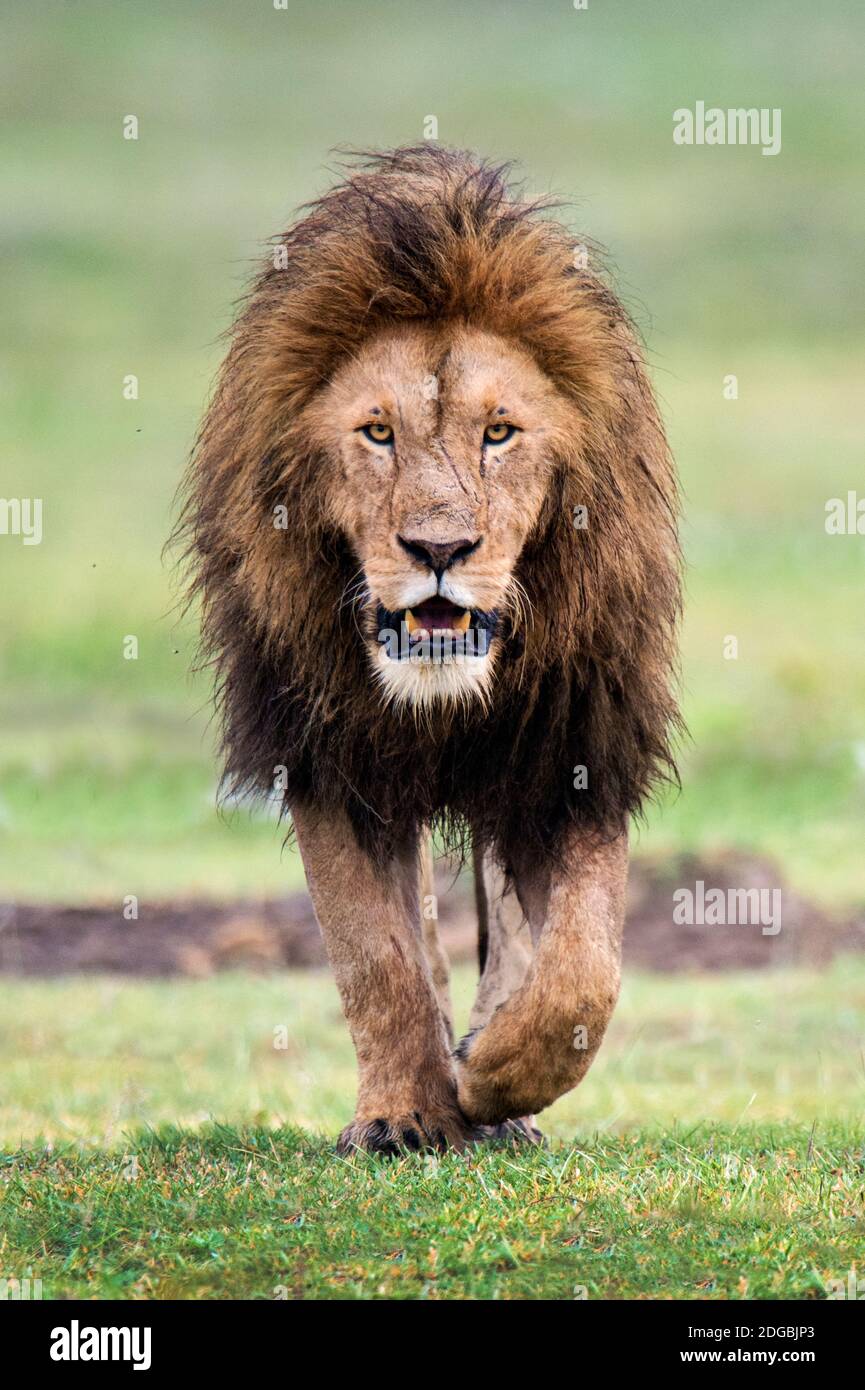 Lion africain (Panthera leo) marchant dans la forêt, cratère de Ngorongoro, zone de conservation de Ngorongoro, Tanzanie Banque D'Images