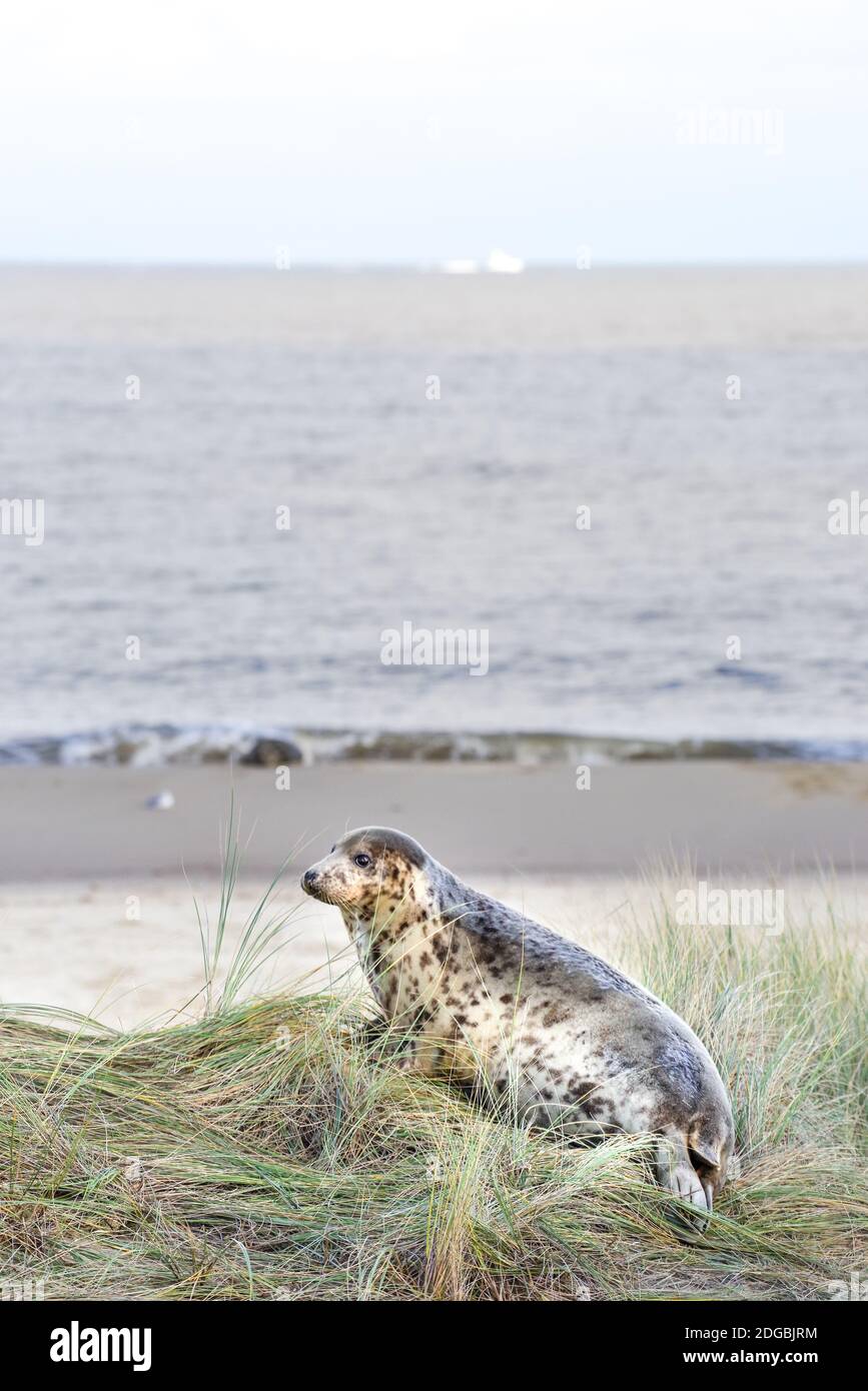 Une femelle de phoque gris cherche son chiot nouveau-né sur Horsey Beach - Norfolk, Royaume-Uni Banque D'Images