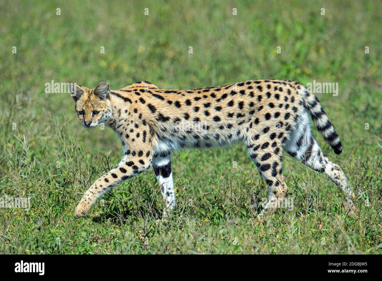 Serval (Leptaturus serval) marchant dans la forêt, Ndutu, zone de conservation de Ngorongoro, Tanzanie Banque D'Images