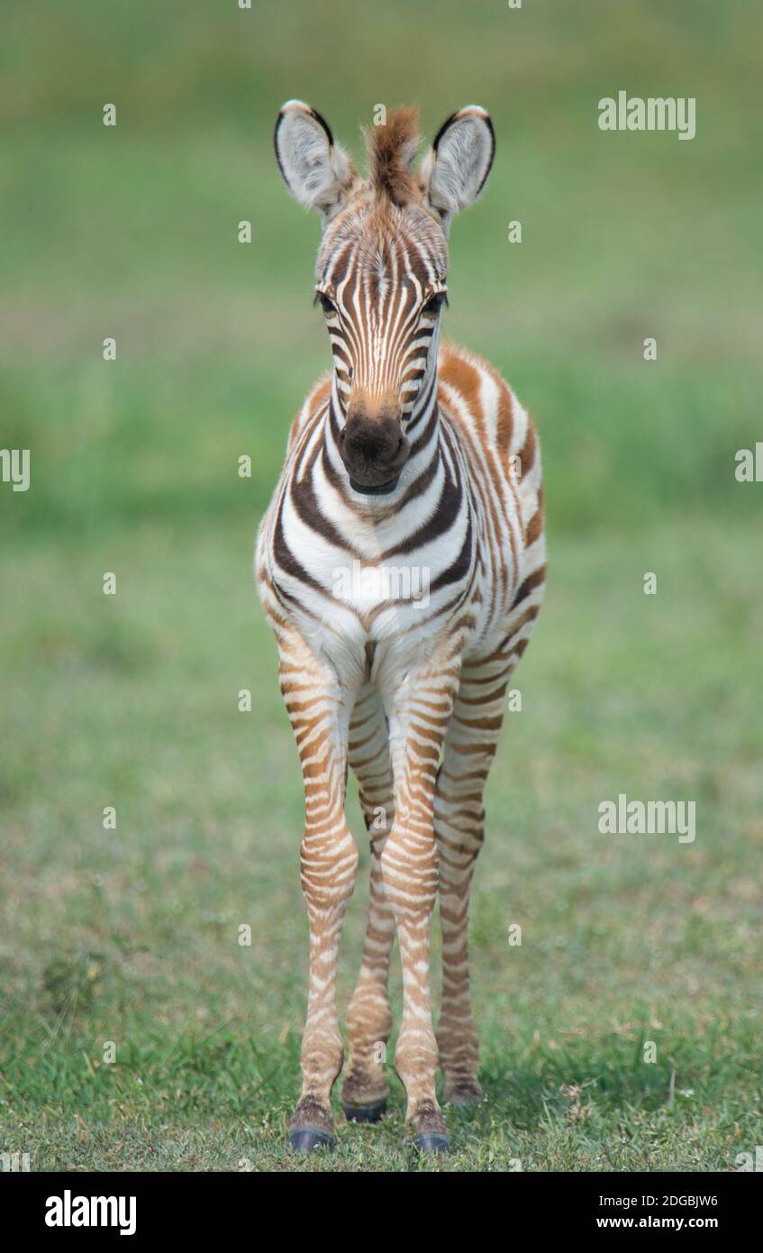 Le zèbre de Burchell (Equus quagga burchellii), nouveau-né colt, cratère de Ngorongoro, zone de conservation de Ngorongoro, Tanzanie Banque D'Images
