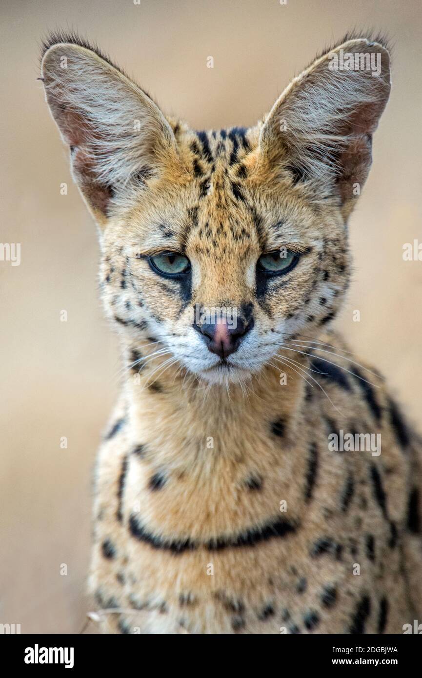Gros plan de Serval (Leptaturus serval), Ndutu, zone de conservation de Ngorongoro, Tanzanie Banque D'Images