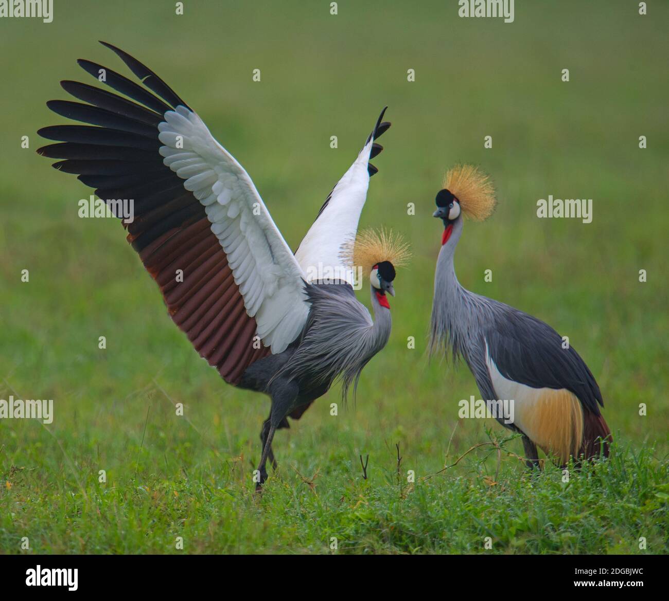 Gros plan de deux grues à couronne grise (Balearia regulorum), cratère de Ngorongoro, zone de conservation de Ngorongoro, Tanzanie Banque D'Images
