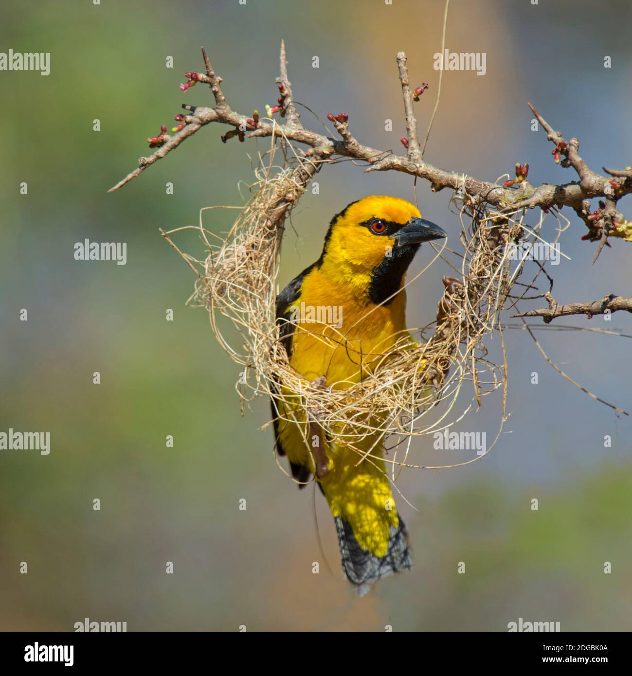 Cape weaver Bird construit un nid, Parc national de Tarangire, Tanzanie Banque D'Images