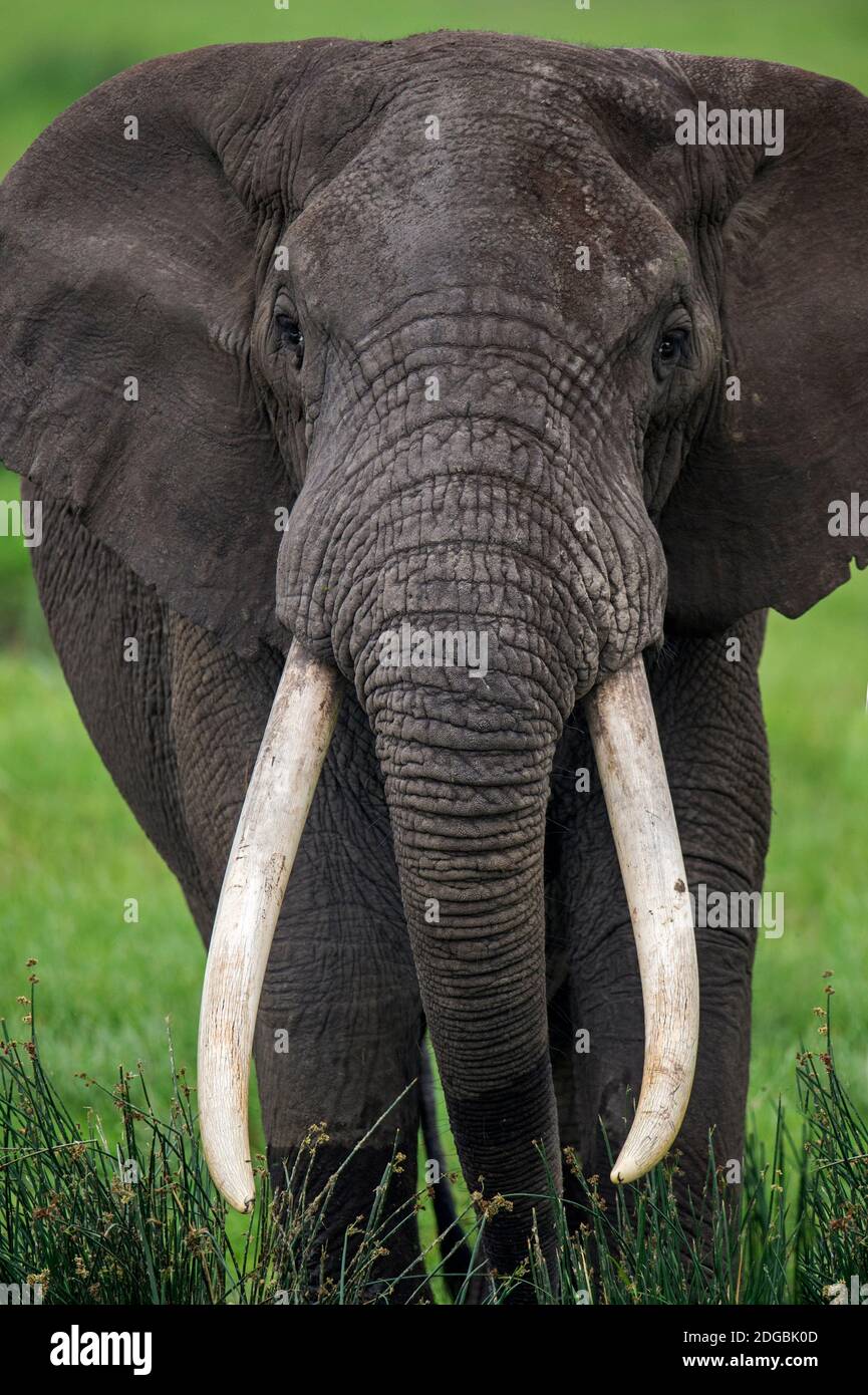 Portrait de l'éléphant d'Afrique (Loxodonta africana), cratère de Ngorongoro, zone de conservation de Ngorongoro, Tanzanie Banque D'Images