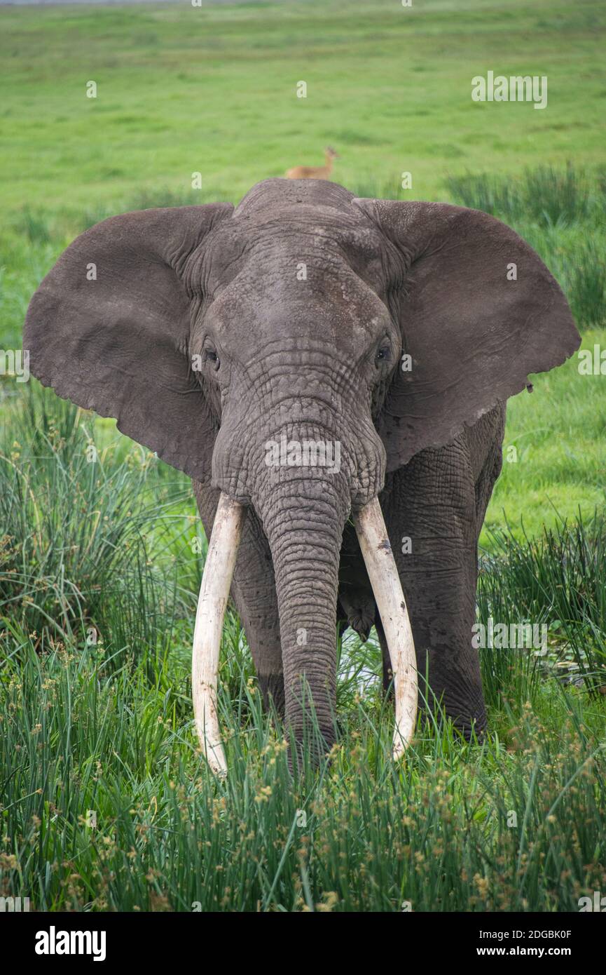 Portrait de l'éléphant d'Afrique (Loxodonta africana), cratère de Ngorongoro, zone de conservation de Ngorongoro, Tanzanie Banque D'Images