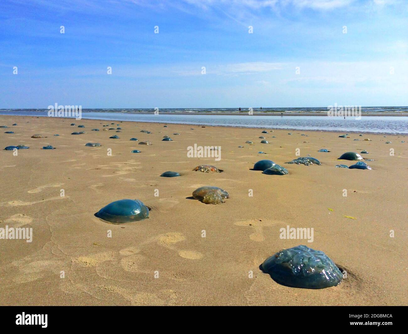 Méduses lavées sur la plage, Fanoe, Jutland, Danemark Banque D'Images