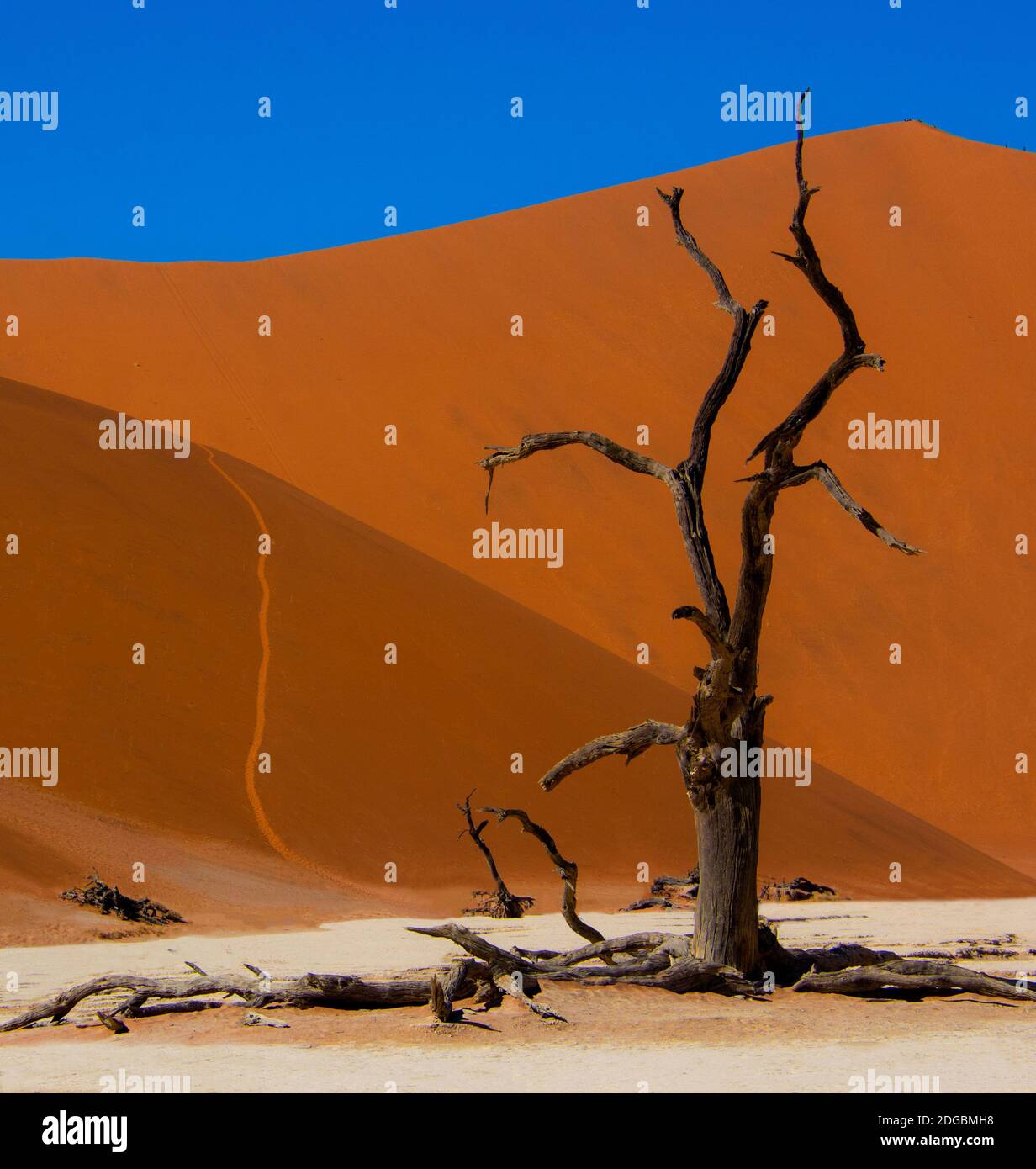 Arbre mort devant une grande dune de sable dans le désert, Sossusvlei, parc national Namib Naukluft, Namibie Banque D'Images