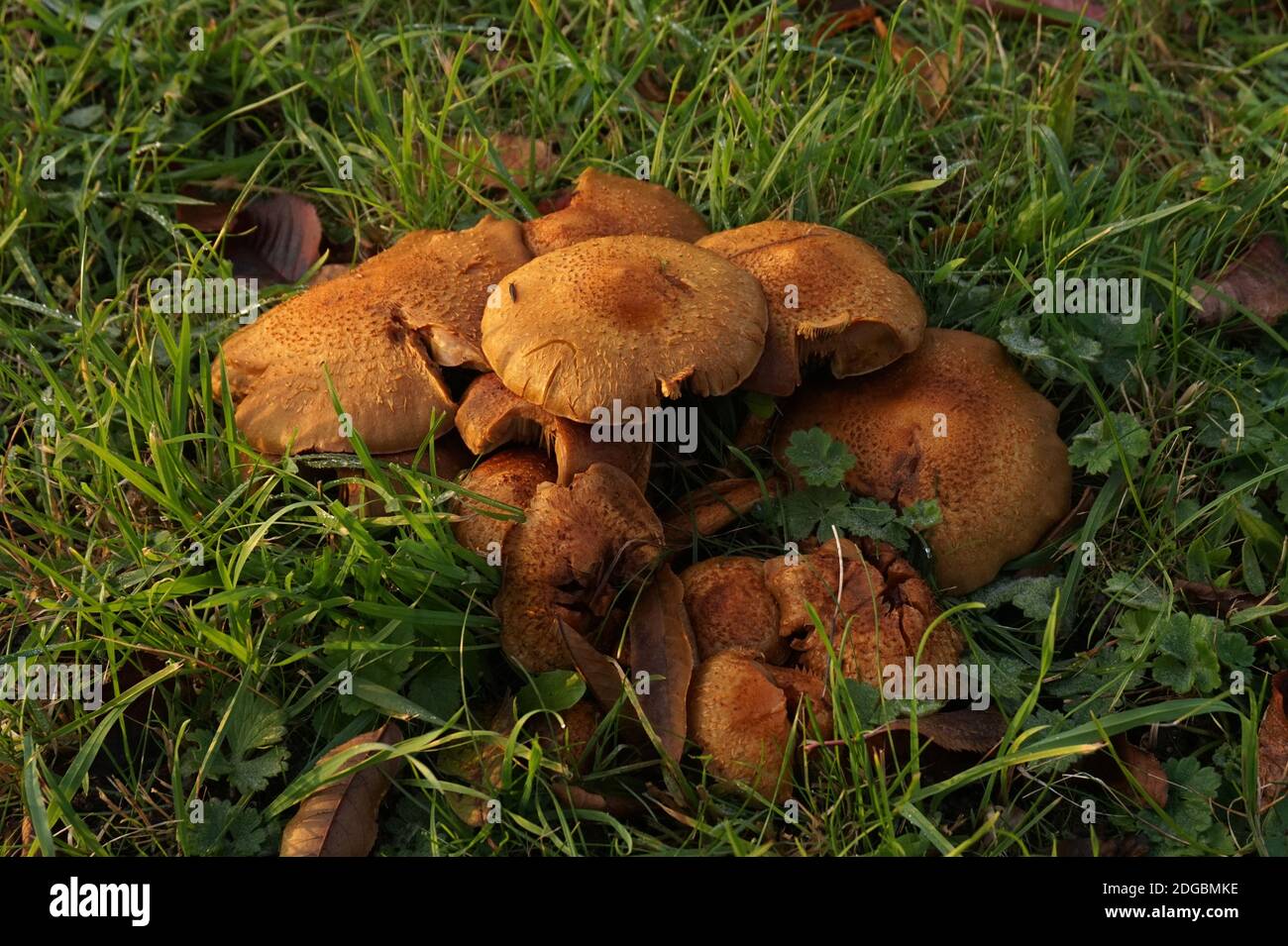 Champignons en automne dans et jardin anglais Banque D'Images