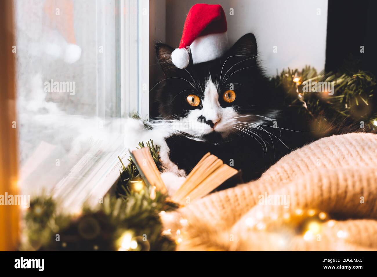 Drole De Chat Noir Sur Le Seuil De Fenetre Dans Le Chapeau De Pere Noel Lire Le Livre Regarder A La Camera Noel Vibe Cadeaux Rouges Ornement Bougie Bokeh Lumiere Maison Fond
